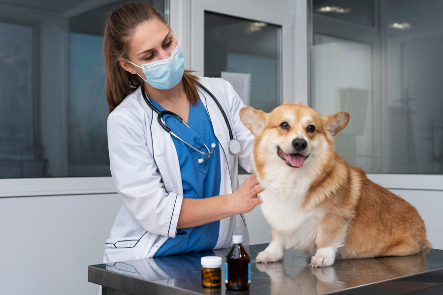 Comprehensive Care for Companion Animals: Beyond Basic Veterinary Medicines
